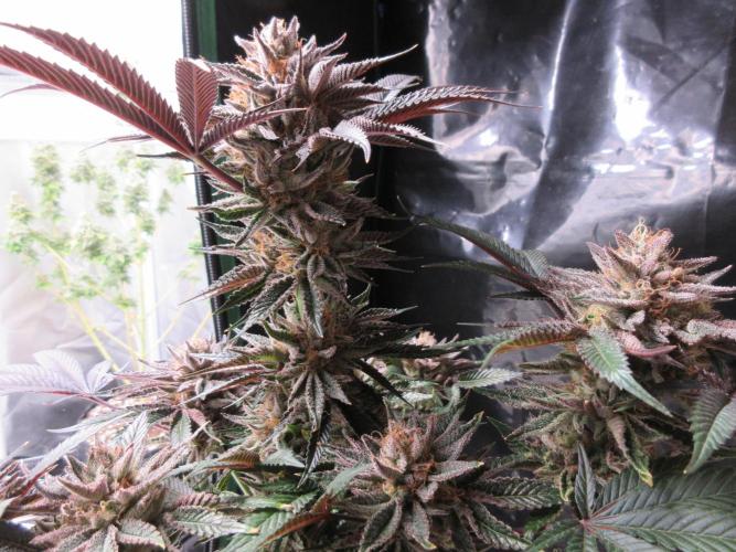 Grapefruit Grow. Week 14 - View of main cola