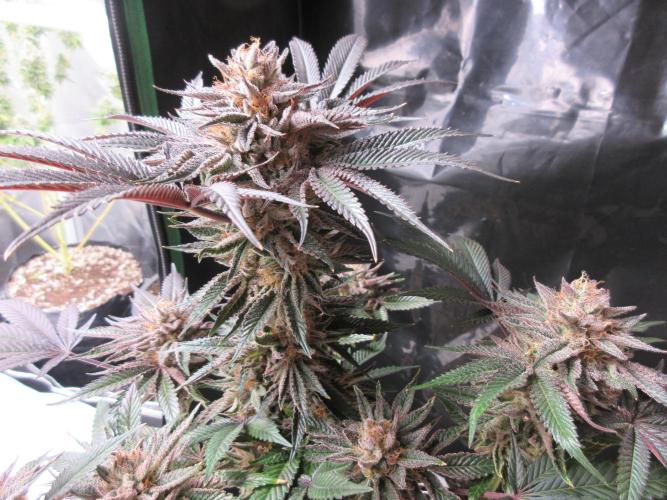 Grapefruit Grow. Week 14 - View of top