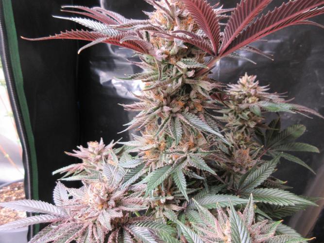 Grapefruit Grow. Week 14 - Purple ice!