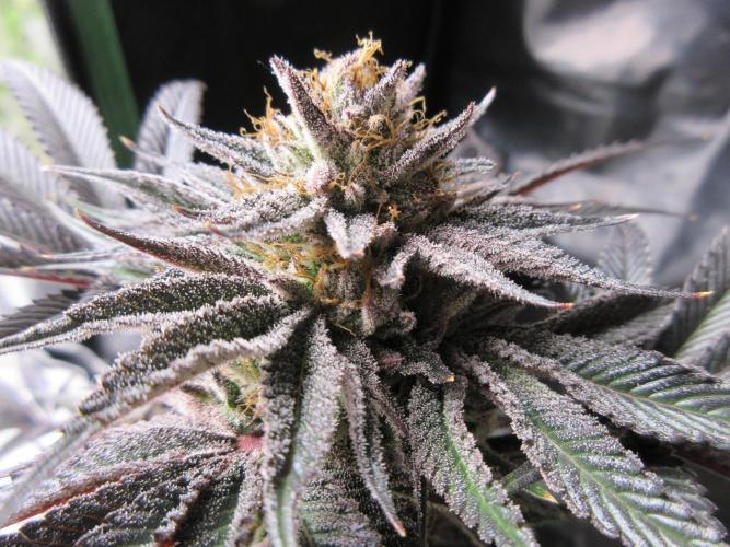 Grapefruit Grow. Week 14 - Close up of top