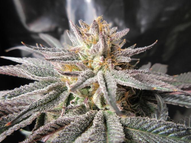 Grapefruit Grow. Week 14 - Laying down some trichomes!