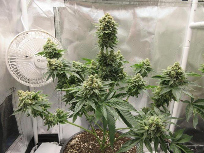 Apollo 11 x Grimm Glue Cross. Week 14 - Lil Joe - 8 weeks flowering completed