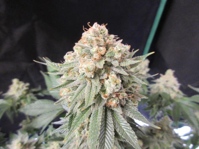 Apollo 11 x Grimm Glue Cross. Week 14 - Close up