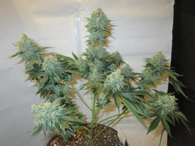 Apollo 11 x Grimm Glue Cross. Week 14