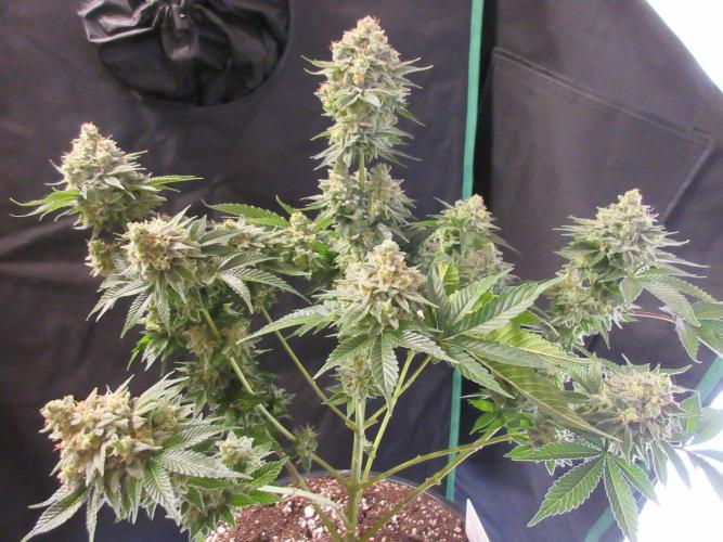 Apollo 11 x Grimm Glue Cross. Week 14