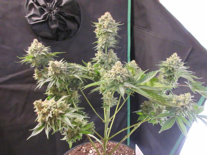 Apollo 11 x Grimm Glue Cross. Week 14