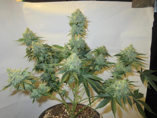 Apollo 11 x Grimm Glue Cross. Week 14