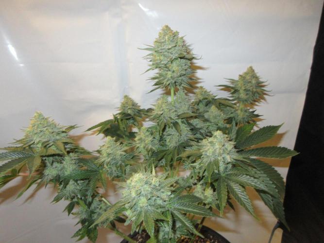 Apollo 11 x Grimm Glue Cross. Week 14