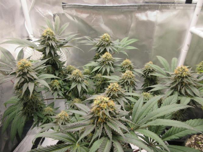 SENSI Sweet Cherry Kush-Time Lapse. Week 12 - Cherry Kush - 7 weeks flowering completed
