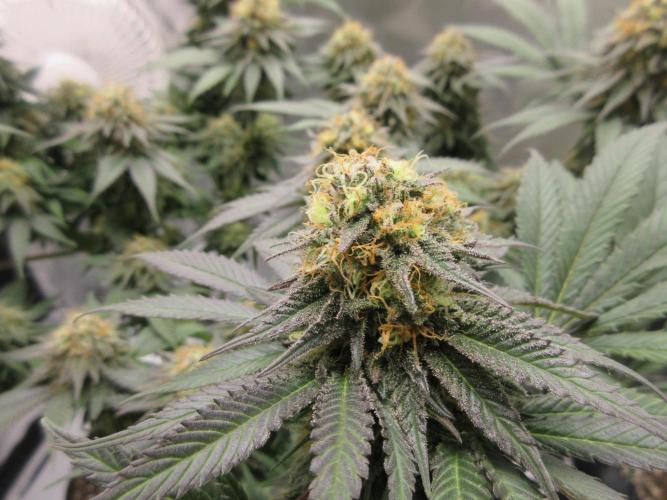 SENSI Sweet Cherry Kush-Time Lapse. Week 12 - Looking good!
