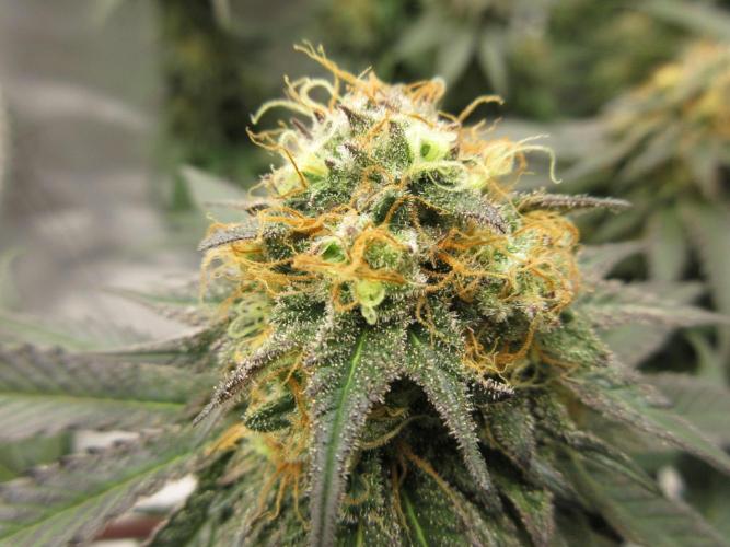 SENSI Sweet Cherry Kush-Time Lapse. Week 12 - Close up