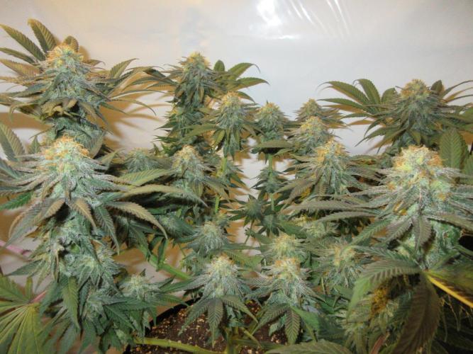 SENSI Sweet Cherry Kush-Time Lapse. Week 12