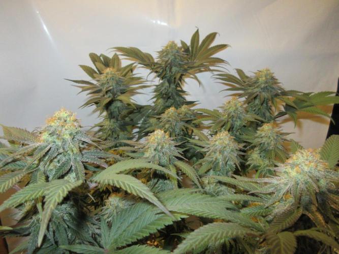 SENSI Sweet Cherry Kush-Time Lapse. Week 12