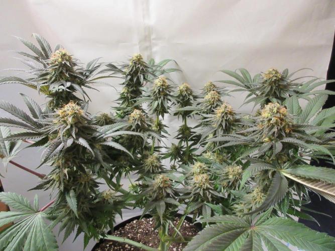 SENSI Sweet Cherry Kush-Time Lapse. Week 12