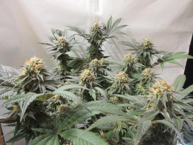 SENSI Sweet Cherry Kush-Time Lapse. Week 12