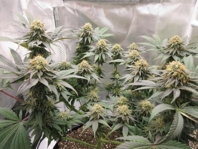 SENSI Sweet Cherry Kush-Time Lapse. Week 12