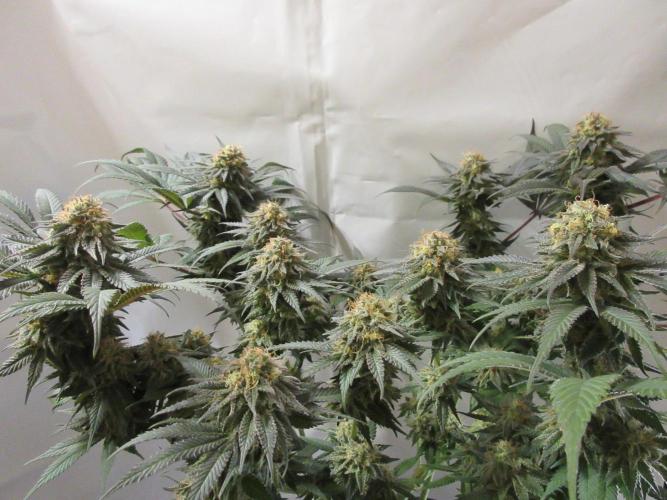 SENSI Sweet Cherry Kush-Time Lapse. Week 12