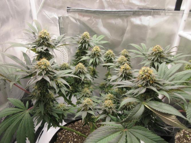 SENSI Sweet Cherry Kush-Time Lapse. Week 12