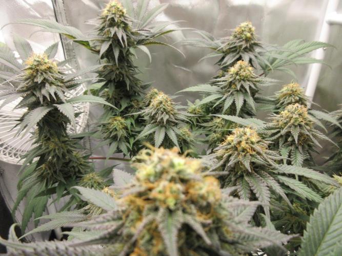 SENSI Sweet Cherry Kush-Time Lapse. Week 12