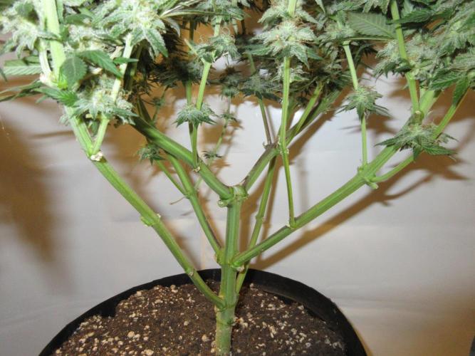 SENSI Sweet Cherry Kush-Time Lapse. Week 12