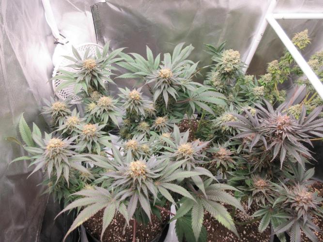 SENSI Sweet Cherry Kush-Time Lapse. Week 12 - Tent mates with Grapefruit and Lil Joe