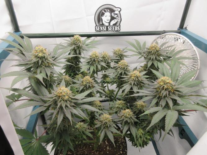 SENSI Sweet Cherry Kush-Time Lapse. Week 13 - Sweet Cherry Kush - 8 weeks flowering completed