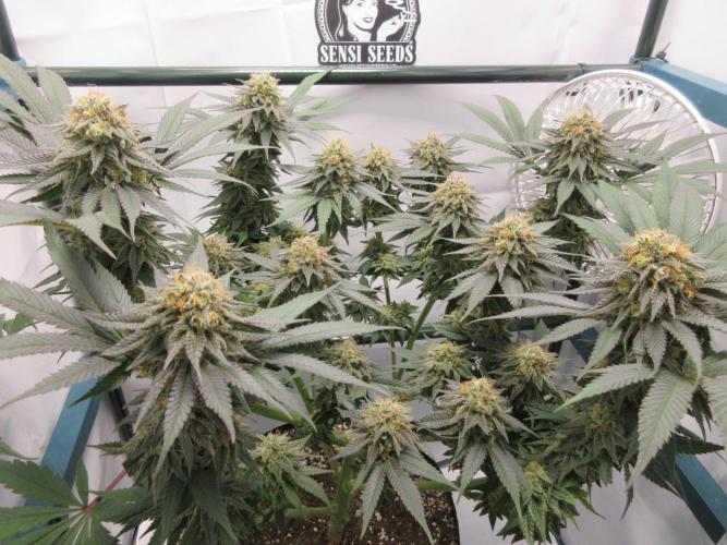 SENSI Sweet Cherry Kush-Time Lapse. Week 13