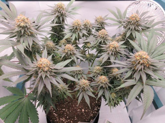 SENSI Sweet Cherry Kush-Time Lapse. Week 13