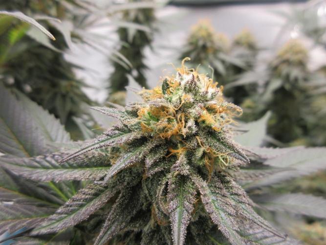 SENSI Sweet Cherry Kush-Time Lapse. Week 13