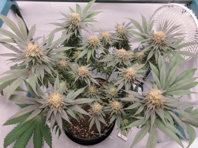 SENSI Sweet Cherry Kush-Time Lapse. Week 13
