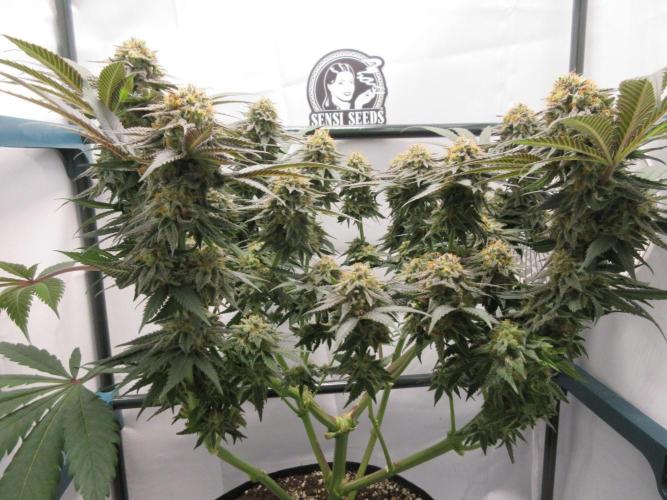 SENSI Sweet Cherry Kush-Time Lapse. Week 13