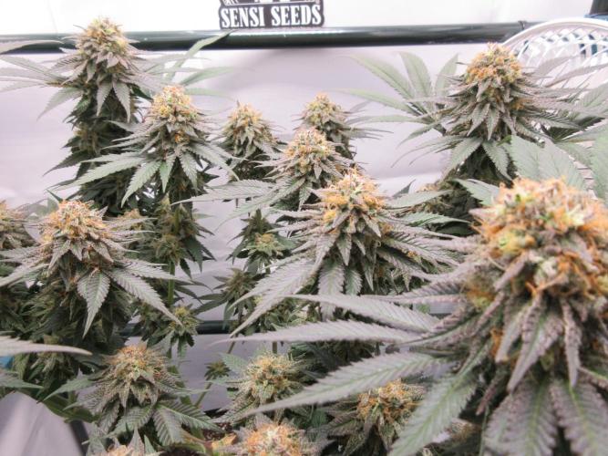 SENSI Sweet Cherry Kush-Time Lapse. Week 13