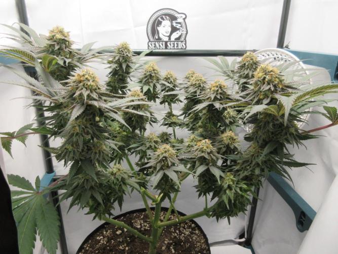 SENSI Sweet Cherry Kush-Time Lapse. Week 13