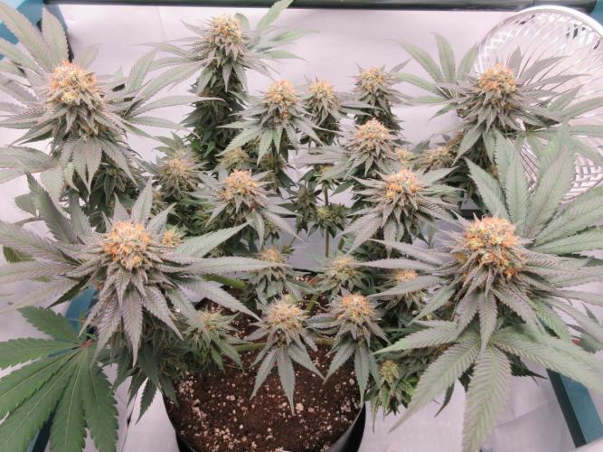 SENSI Sweet Cherry Kush-Time Lapse. Week 13