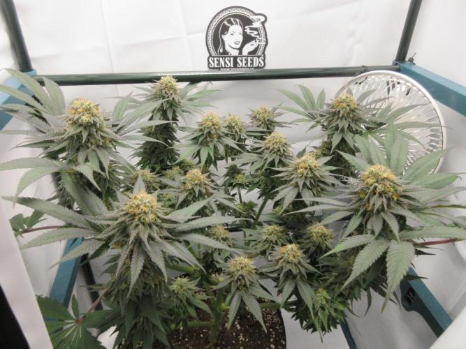 SENSI Sweet Cherry Kush-Time Lapse. Week 13