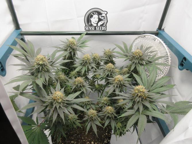 SENSI Sweet Cherry Kush-Time Lapse. Week 13