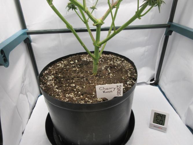 SENSI Sweet Cherry Kush-Time Lapse. Week 13