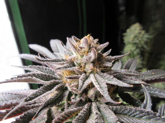 Grapefruit Grow. Week 15 - Grapefruit at harvest