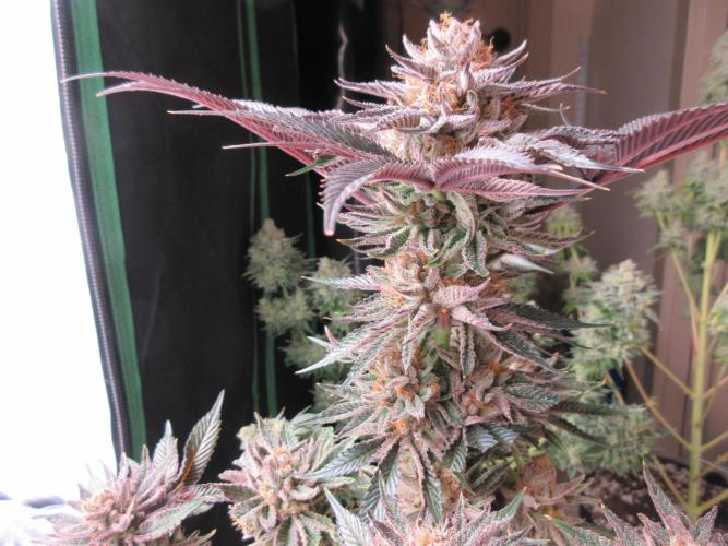 Grapefruit Grow. Week 15 - Purple ice!