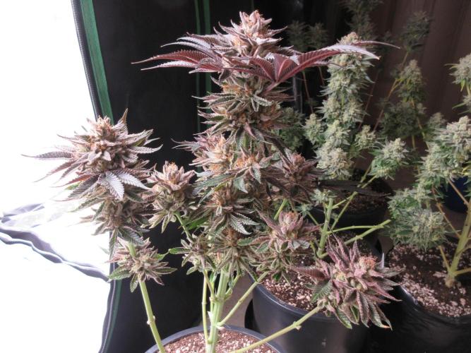 Grapefruit Grow. Week 15 - Harvest day!
