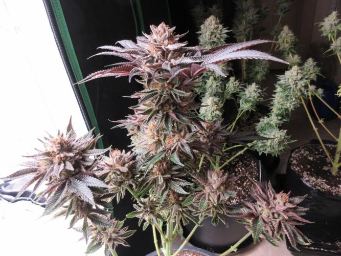 Grapefruit Grow. Week 15 - Grapefruit with Lil Joe in the background