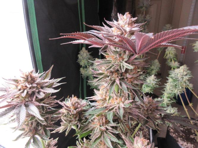 Grapefruit Grow. Week 15