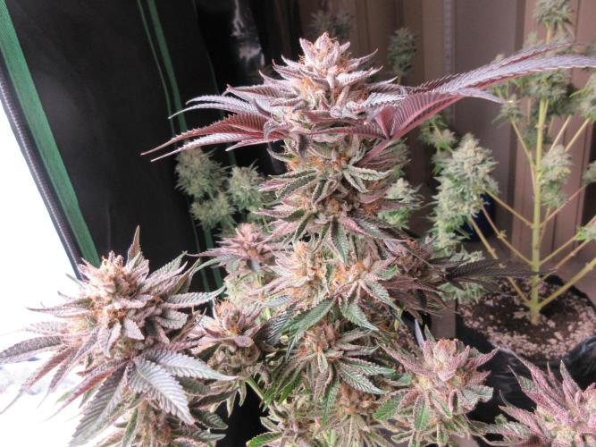 Grapefruit Grow. Week 15