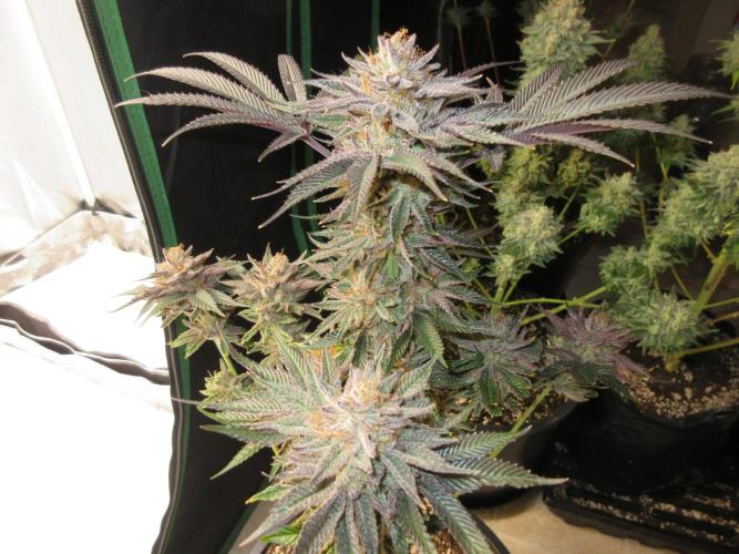 Grapefruit Grow. Week 15