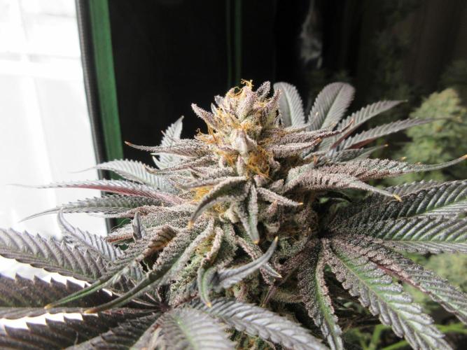Grapefruit Grow. Week 15