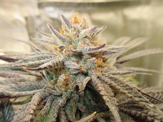 Grapefruit Grow. Week 15