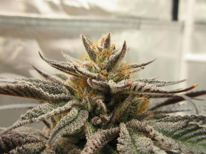 Grapefruit Grow. Week 15