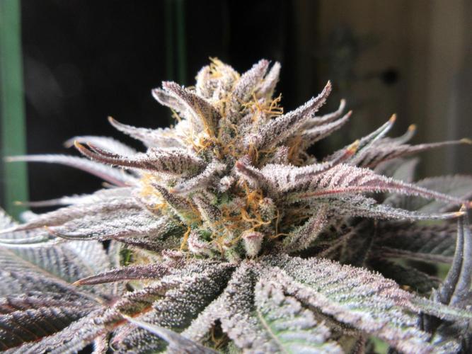 Grapefruit Grow. Week 15