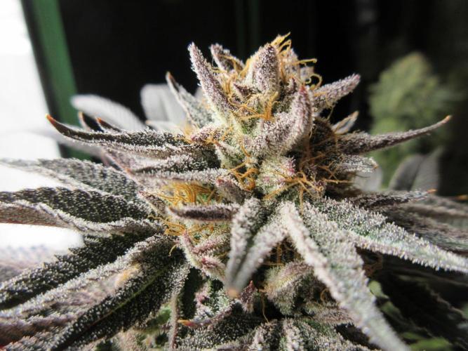 Grapefruit Grow. Week 15