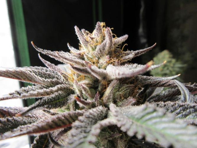 Grapefruit Grow. Week 15